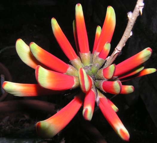 Erythrina acanthocarpa flower buds