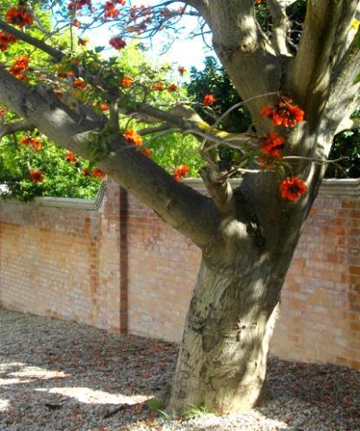 Erythrina caffra trunk