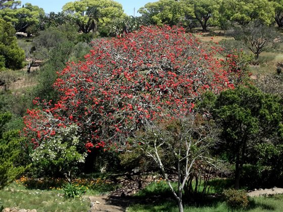Erythrina caffra, new flowers yet again