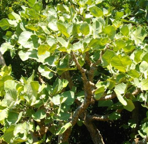 Erythrina latissima