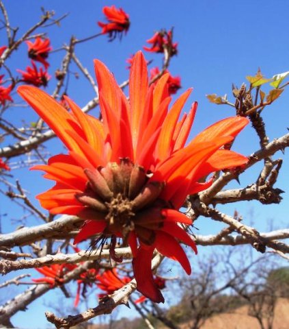Erythrina lysistemon flowering