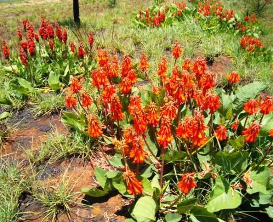Erythrina zeyheri colour variations