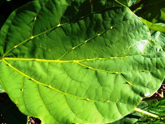 Erythrina zeyheri leaflet