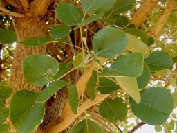 Erythrina abyssinica