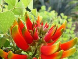 Erythrina acanthocarpa