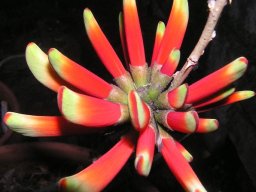 Erythrina acanthocarpa flower buds