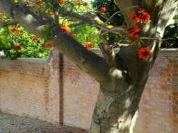 Erythrina caffra trunk
