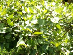 Erythrina caffra leaves