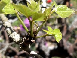 Erythrina caffra new leaves