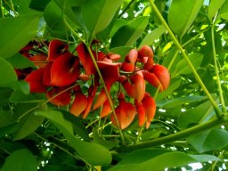 Erythrina crista-galli