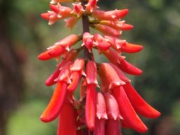 Erythrina humeana flowers
