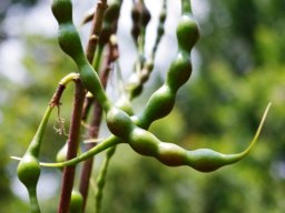 Erythrina humeana green fruit pods