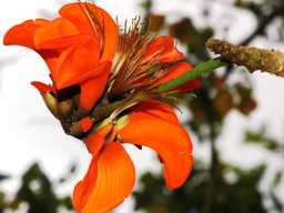 Erythrina latissima flower near Port Edward