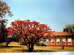 Erythrina latissima in bloom