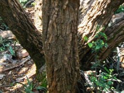 Erythrina latissima stems