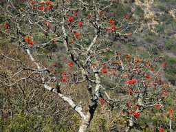 Erythrina lysistemon