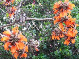 Erythrina species