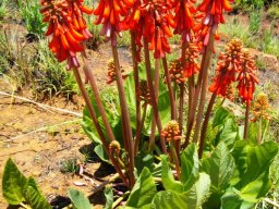 Erythrina zeyheri small leaves and tall flower stalks