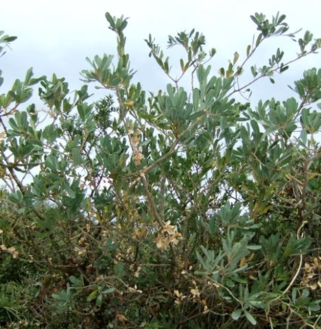 Euclea crispa