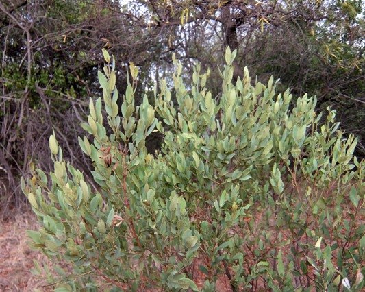 Euclea crispa subsp. crispa crown
