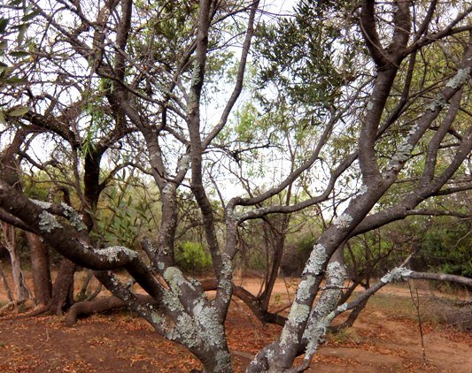Euclea crispa subsp. crispa upper stems