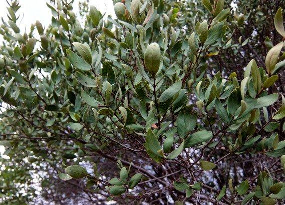 Euclea crispa subsp. crispa