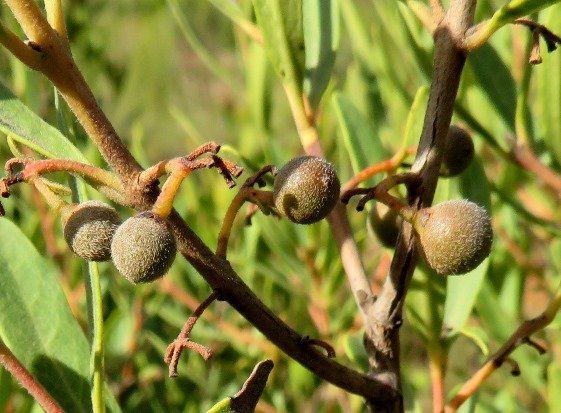 Euclea crispa subsp. crispa stubbly young fruit