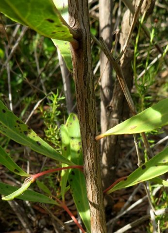 Euclea crispa subsp. crispa bark