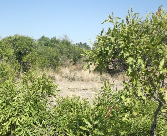 Euclea divinorum or magic guarri