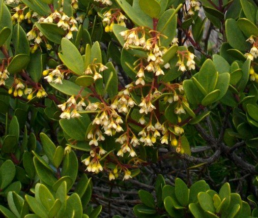 Euclea racemosa subsp. racemosa in flower