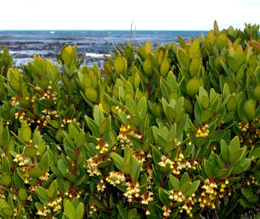 Euclea racemosa subsp. racemosa