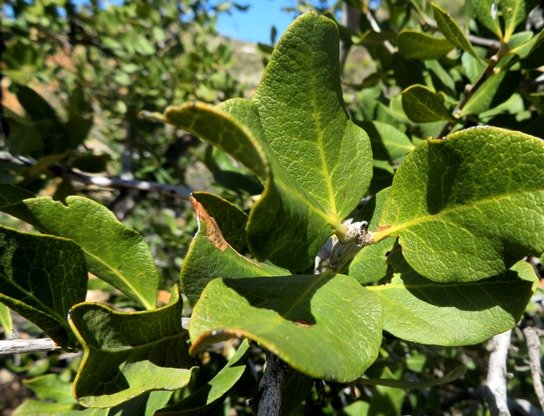 Euclea tomentosa leaves