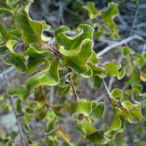 Euclea undulata leaf veins