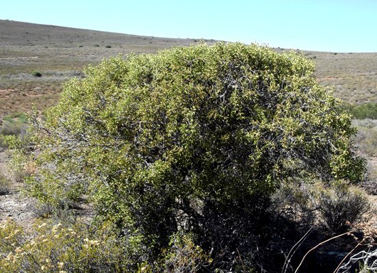 Euclea undulata