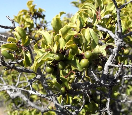 Euclea undulata berries