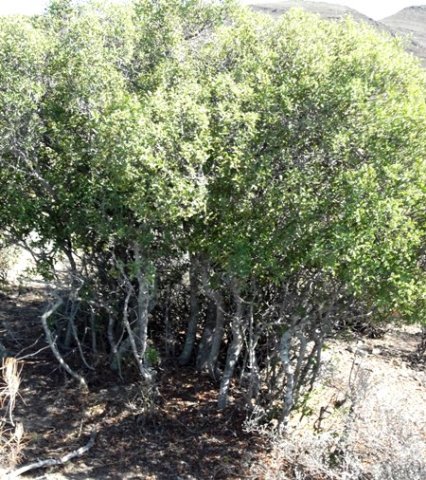 Euclea undulata, a mini-forest?