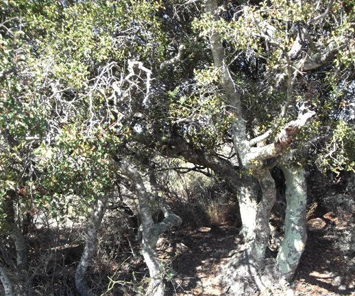 Euclea undulata stems