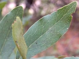 Euclea crispa subsp. crispa leaf