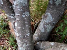 Euclea crispa subsp. crispa stem base