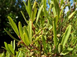 Euclea crispa subsp. crispa leaves