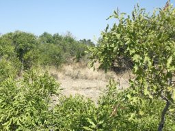 Euclea divinorum or magic guarri
