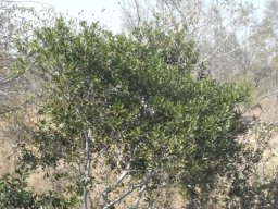 Euclea natalensis subsp. angustifolia