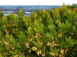 Euclea racemosa subsp. racemosa