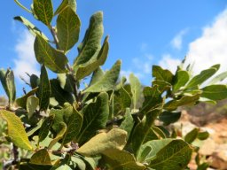 Euclea tomentosa leaf variety