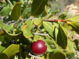 Euclea tomentosa fruit
