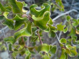 Euclea undulata leaf veins