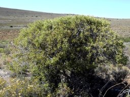 Euclea undulata