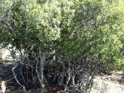 Euclea undulata, a mini-forest?
