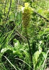 Eucomis bicolor long scape, small inflorescence