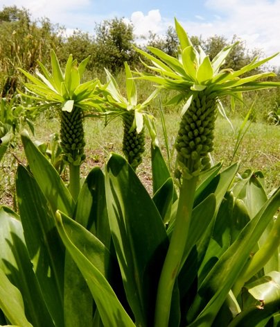 Eucomis autumnalis budding green